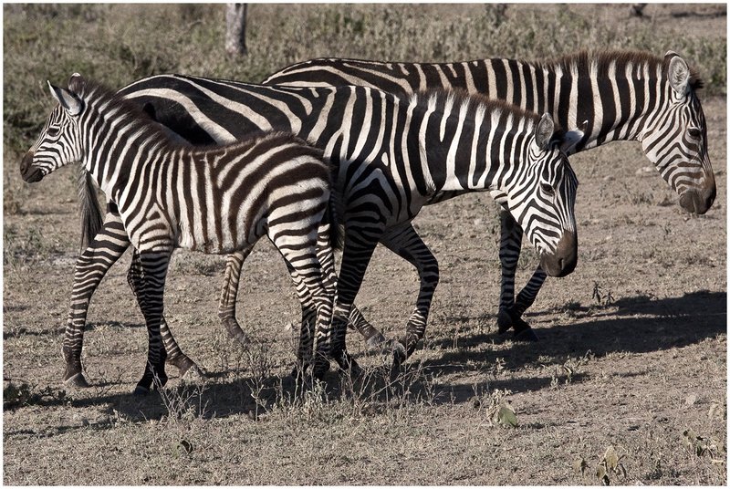 11Tanz.Seren.Zebras_4832.jpg :: Zebras
Serengeti, Tanzania