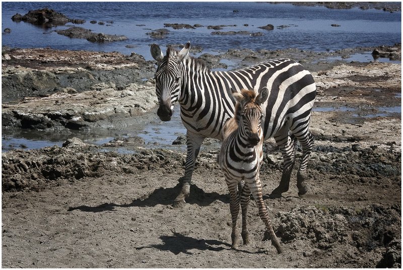 11Tanz.Seren.Zebras_5006.jpg :: Serengeti, Tanzania