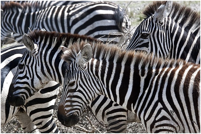 11Tanz.Seren.Zebras_5031.jpg :: Serengeti, Tanzania