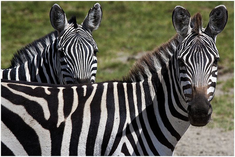 11Tanz.Seren.Zebras_5041.jpg :: Serengeti, Tanzania