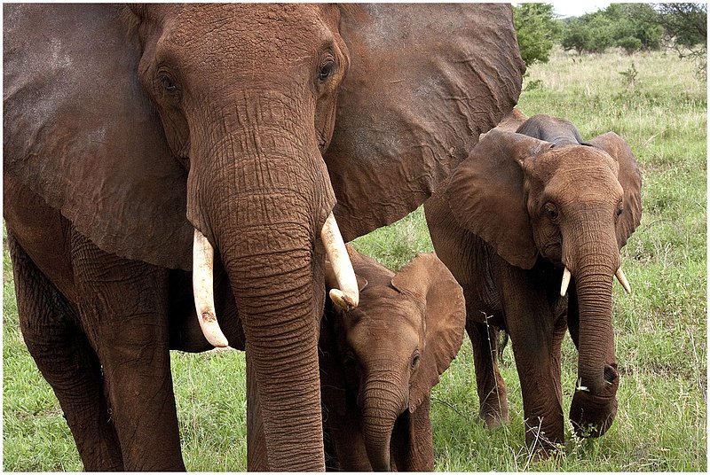 11Tanz.Taran.Elephants_1097.jpg :: Tarangire National Park
Tanzania 