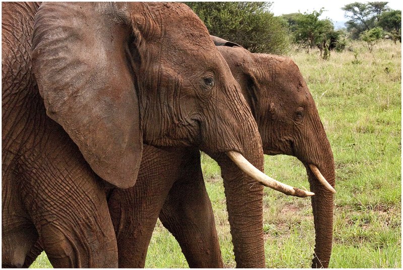 11Tanz.Taran.Elephants_1100.jpg :: Tarangire National Park
Tanzania 