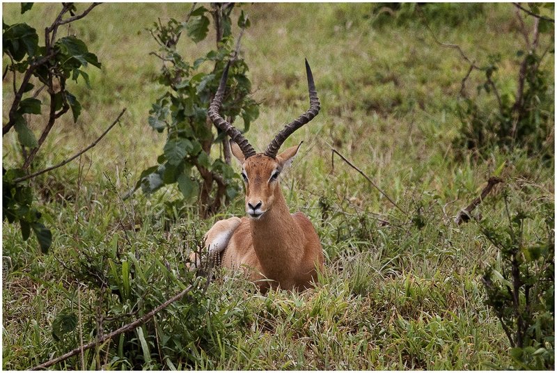11Tanz.Taran.Impala_0860.jpg :: Tarangire National Park
Tanzania 