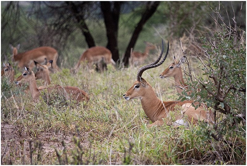 11Tanz.Taran.Impalas_0784.jpg :: Tarangire National Park
Tanzania 