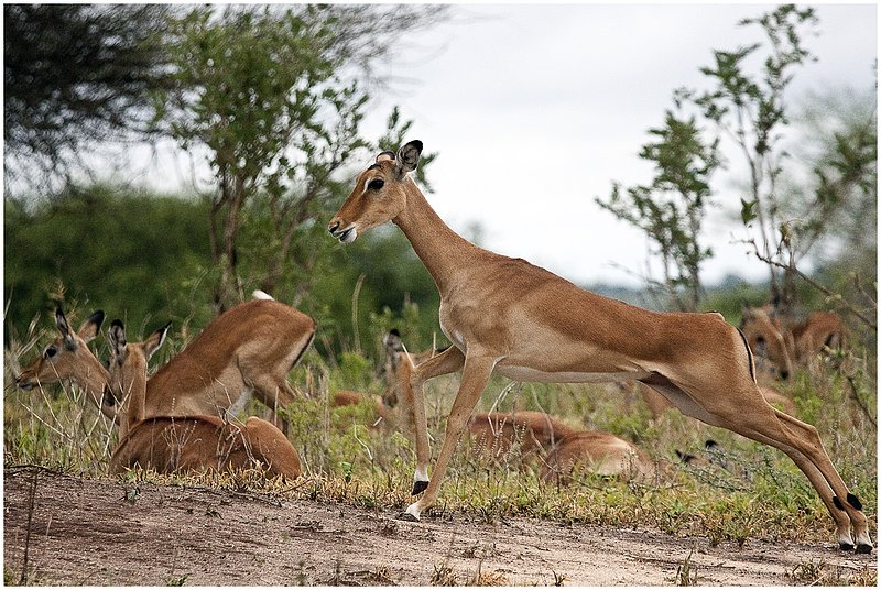 11Tanz.Taran.Impalas_0790.jpg :: Tarangire National Park
Tanzania 