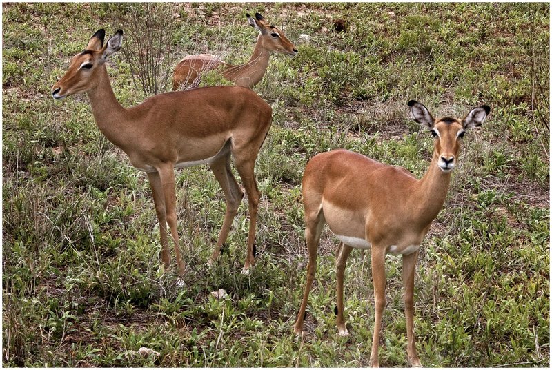 11Tanz.Taran.Impalas_1119.jpg :: Tarangire National Park
Tanzania 