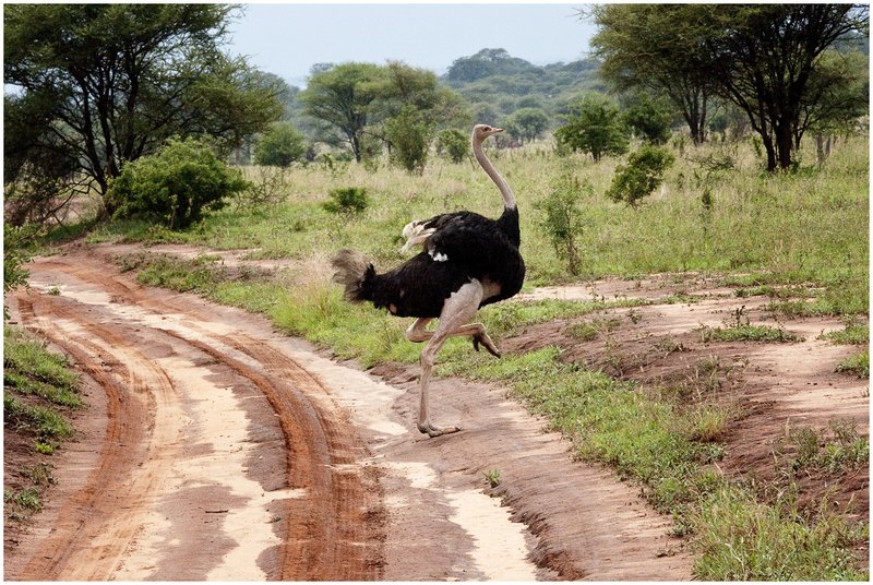 11Tanz.Taran.Ostritch_1075.jpg :: Tarangire National Park
Tanzania 