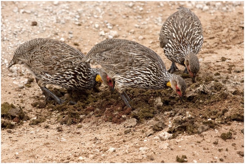 11Tanz.Taran.Quail_1227.jpg :: Tarangire National Park
Tanzania 