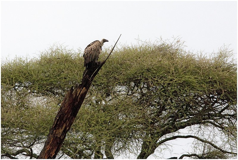 11Tanz.Taran.Vulture_0724.jpg :: Tarangire National Park
Tanzania 