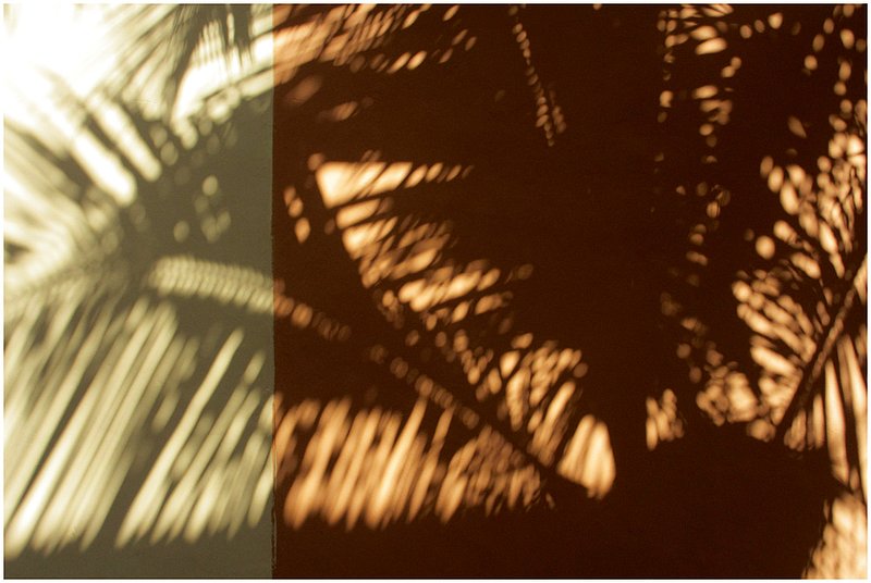 12DomRep.PalmShadows_0558.jpg