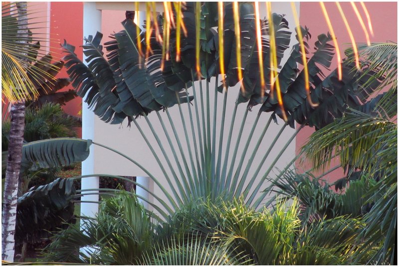 12DomRep.Plants_0600.jpg