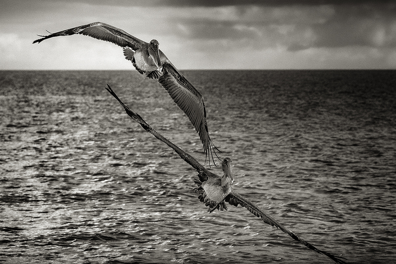 13FLPelicans_1828g(1).jpg