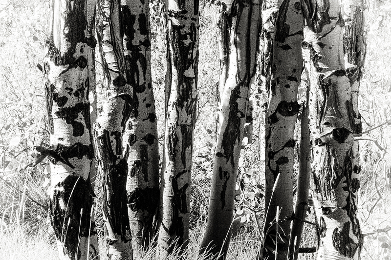 16WYGrandTetonsTrees_8731g.jpg
