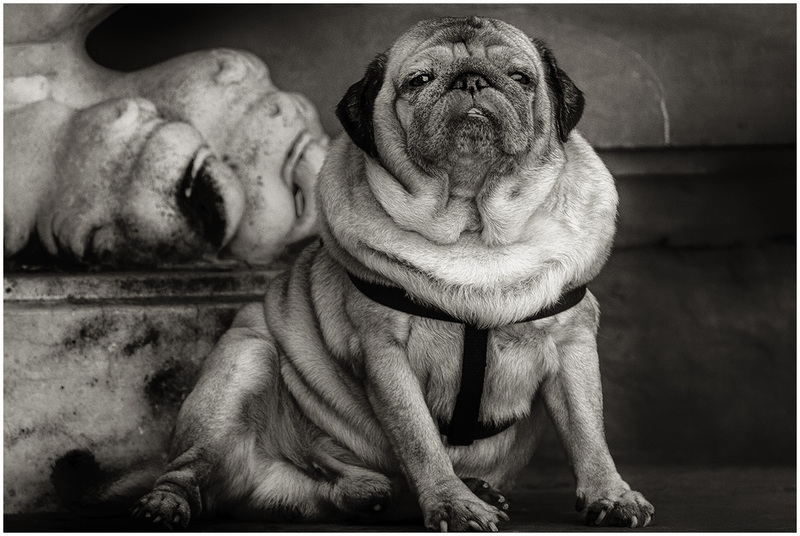 17It-FlPudgyPug_0782g(1).jpg :: Florence, Italy 2017