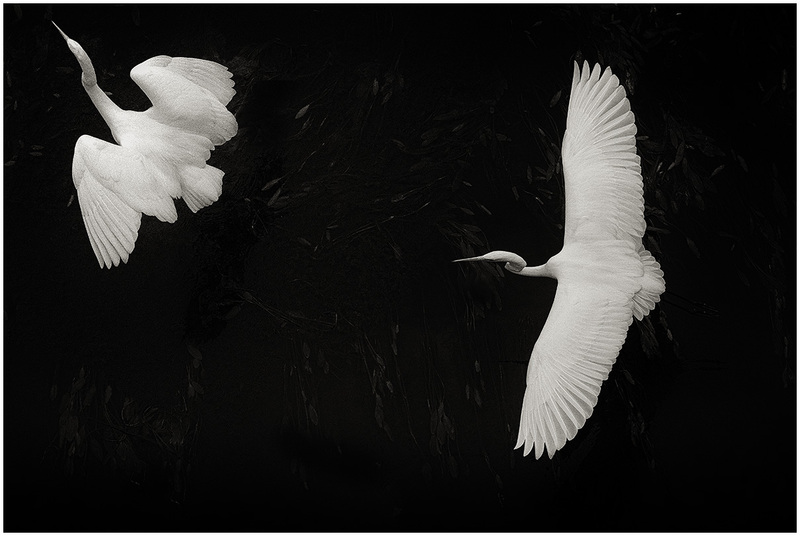 17It-FlWhiteHeron_1427gd(1).jpg :: White Herons, Florence, Italy 2017 (diptych)