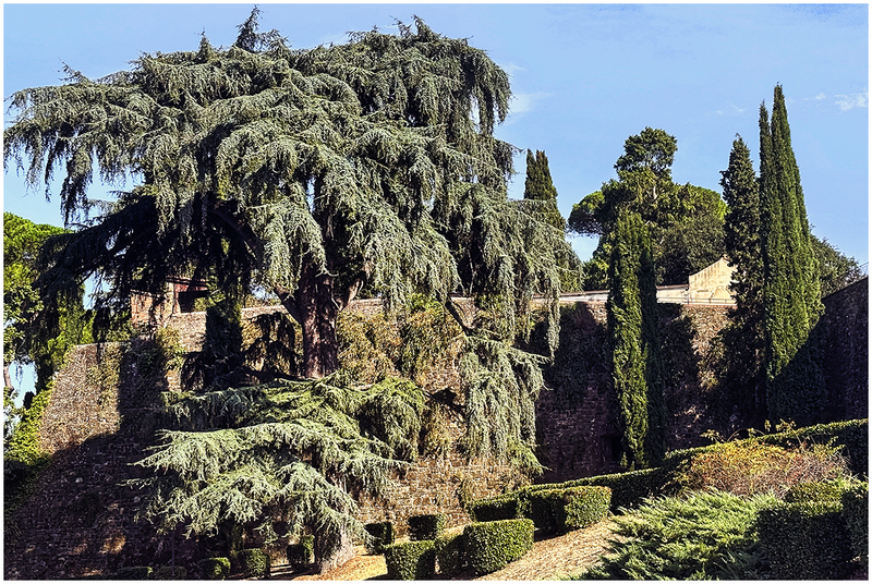 23ITFlorenceFoliage_2817i.jpg :: Giardino di via delle Porte Sante, Florence, Italy 2023