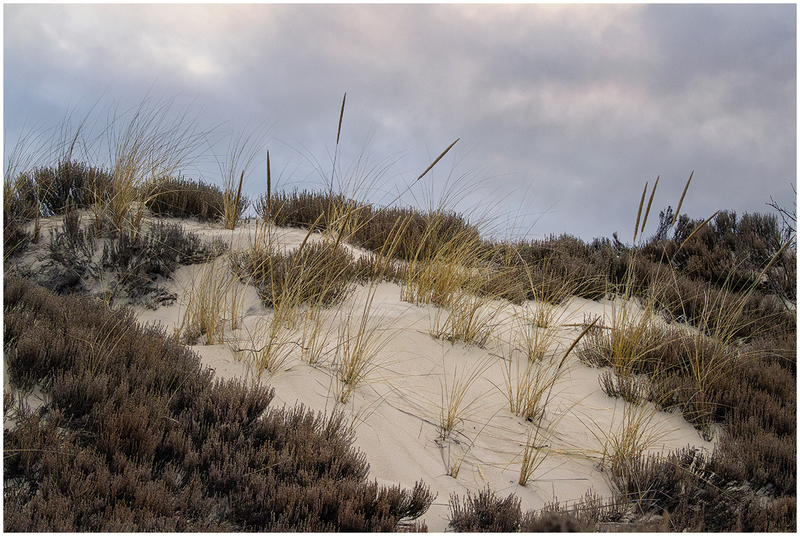 23MACranesBeachDune_6719.jpg :: Crane Beach, Ipswich, Massachusetts 2023