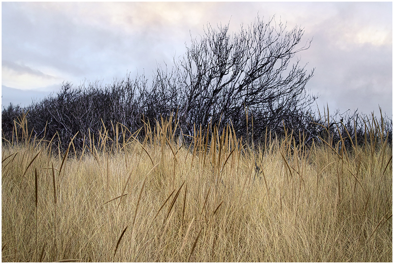 23MACranesBeachGrass_6722.jpg :: Crane Beach, Ipswich, Massachusetts 2023