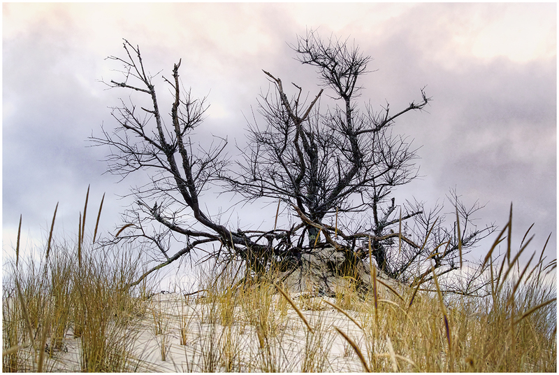 23MACranesBeachTree_6723.jpg :: Crane Beach, Ipswich, Massachusetts 2023