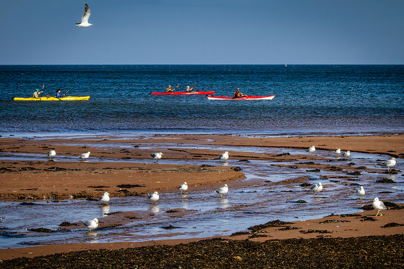 24CANPEI-SeagullsKayaks_2076.jpg :: Prince Edward Island, Canada 2024