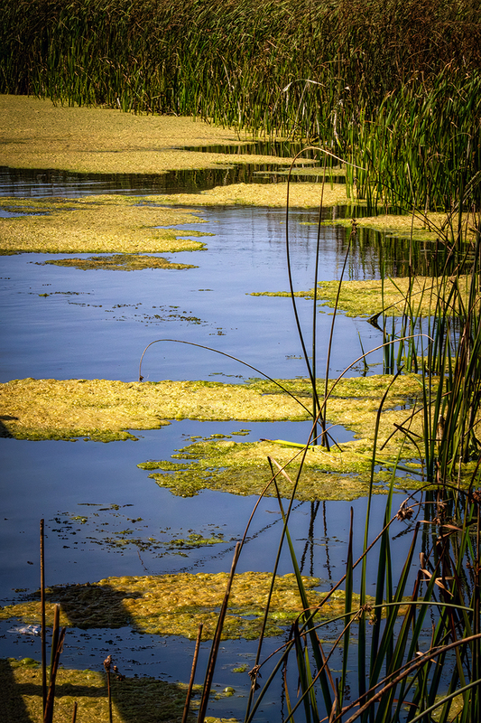 24CANPEI-Swamp_2004.jpg :: Prince Edward Island, Canada 2024