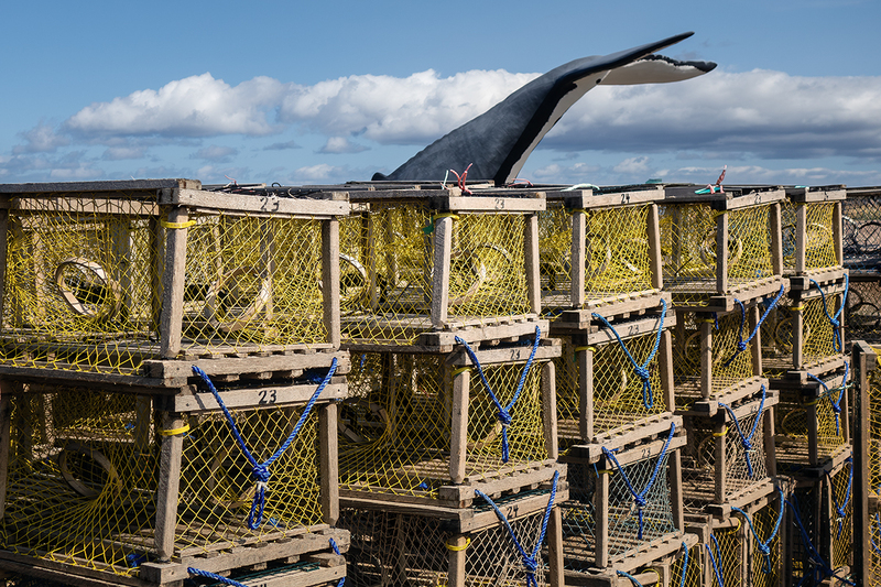 24CANPEI-WhaleTail_4171.jpg :: Prince Edward Island, Canada 2024