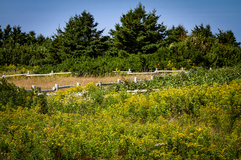 24CANPEI-YellowWildFlowers_1998.jpg :: Prince Edward Island, Canada 2024