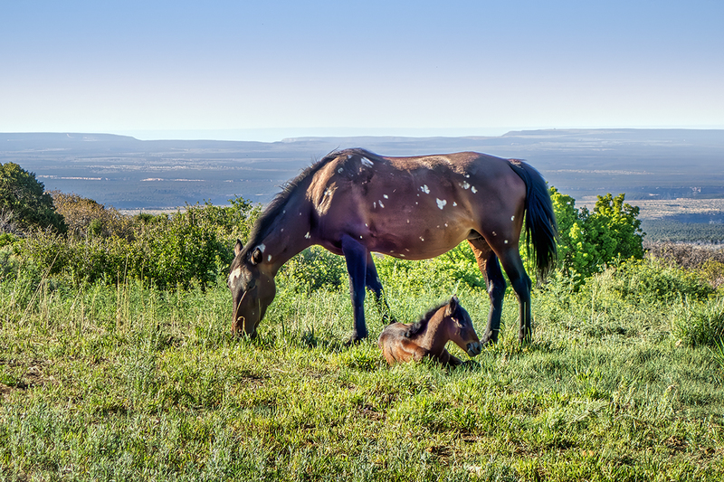 24CO-Horses3309.jpg