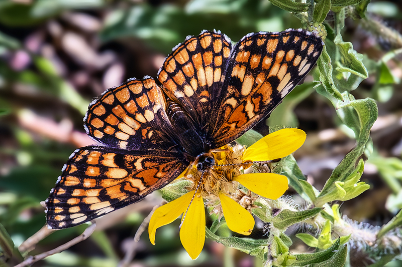 24CORockyMtnsButterfly_9114.jpg :: Rocky Mountains, 2024