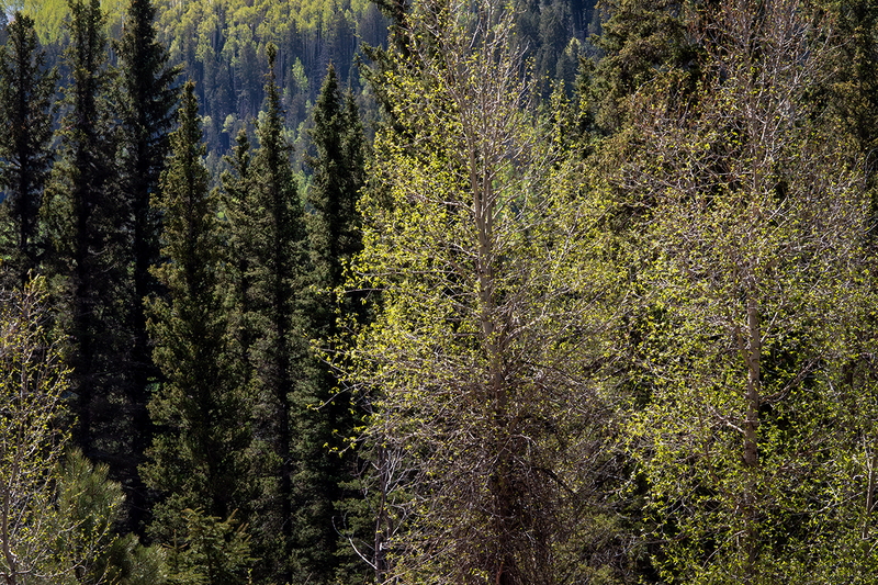24CORockyMtnsTrees_9131.jpg