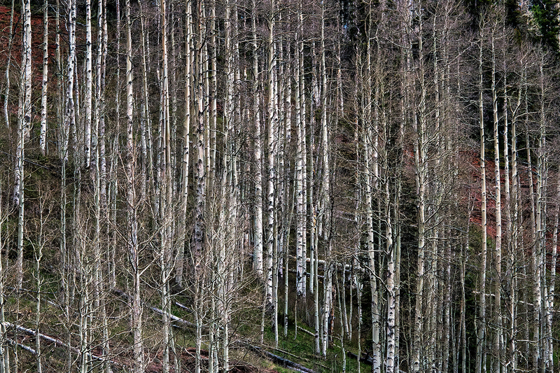 24CORockyMtnsTrees_9147tif.jpg
