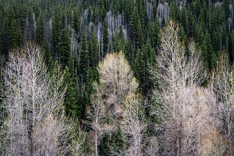 24COWhiteTrees_9972.jpg :: Rocky Mountains, Colorado 2024