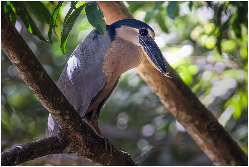 24CostaRicaBird_7000.jpg :: Boat-Billed Heron, Cano Negro Wildlife Refuge, Costa Rica 2024