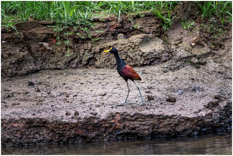 24CostaRicaBird_7026.jpg :: Northern Jacana, Cano Negro Wildlife Refuge, Costa Rica 2024