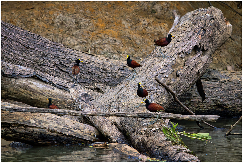 24CostaRicaBrownBirds_7084.jpg :: Northern Jacana, Cano Negro Wildlife Refuge, Costa Rica 2024