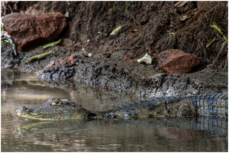 24CostaRicaCaiman_7001.jpg :: Caiman, Cano Negro Wildlife Refuge, Costa Rica 2024