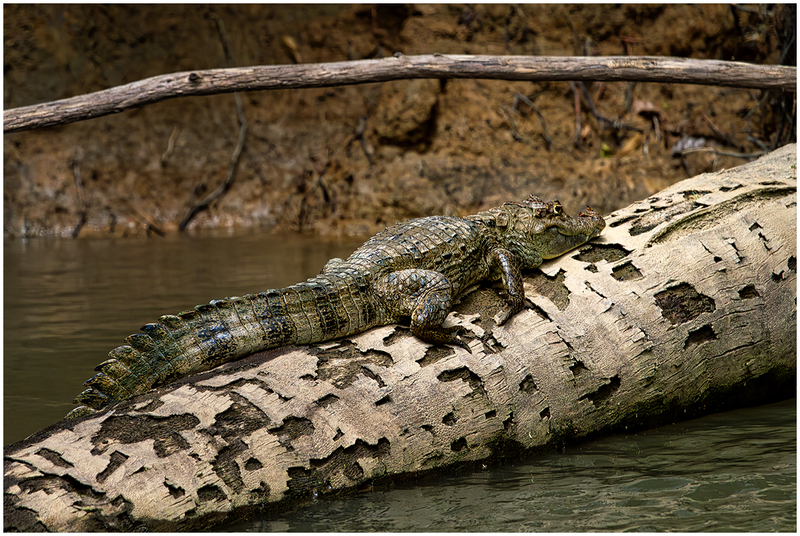 24CostaRicaCaiman_7154.jpg :: Caiman, Cano Negro Wildlife Refuge, Costa Rica 2024