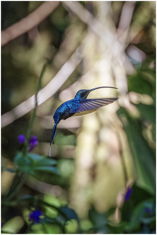 24CostaRicaHummingbird_7243.jpg :: Green Hermit Phaethornis Hummingbird, Monteverde, Costa Rica 2024