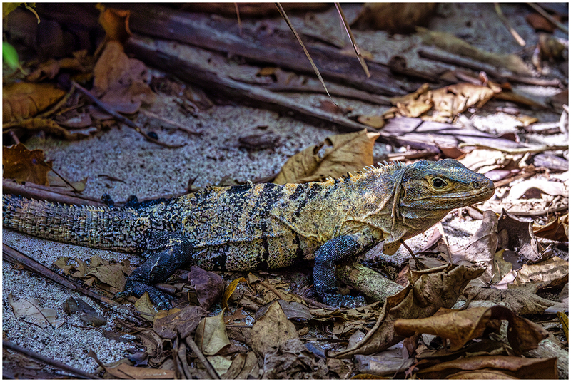 24CostaRicaIguana_7466.jpg :: Iguana, Manuel Antonio National Park, Costa Rica 2024