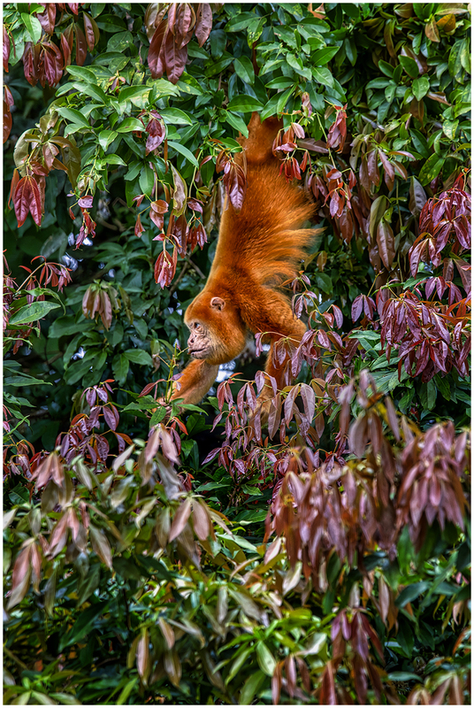 24CostaRicaMonkey_7055.jpg :: Howler monkey, Cano Negro Wildlife Refuge, Costa Rica 2024