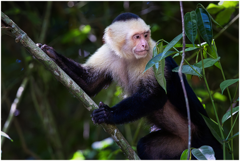 24CostaRicaMonkey_7337.jpg :: White-faced Capuchin monkey, Manuel Antonio National Park, Costa Rica 2024