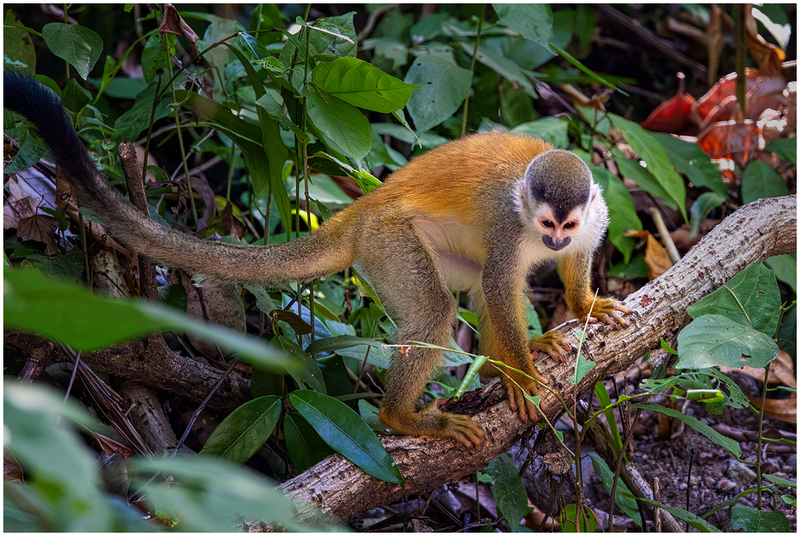 24CostaRicaMonkey_7405.jpg :: Squirrel monkey, Manuel Antonio National Park, Costa Rica 2024