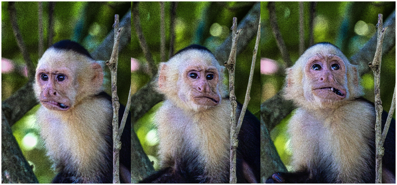 24CostaRicaMonkey_7459t.jpg :: White-faced Capuchin monkey, Manuel Antonio National Park, Costa Rica 2024
