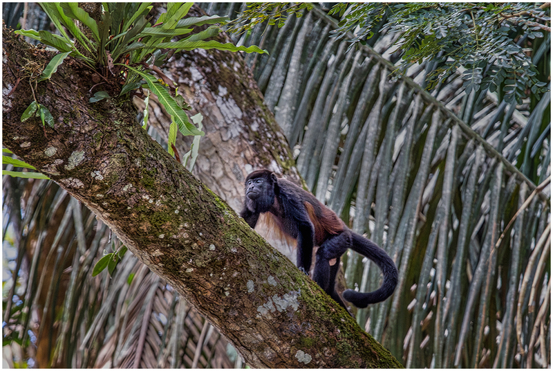 24CostaRicaMonkeys_7108.jpg :: Howler monkey, Cano Negro Wildlife Refuge, Costa Rica 2024