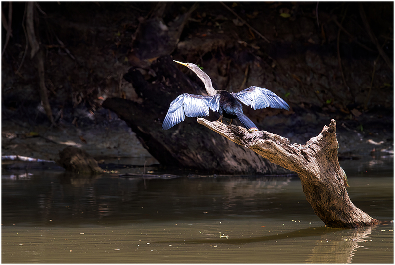 24CostaRicaSpreadWings_7168.jpg :: Anhinga, Cano Negro Wildlife Refuge, Costa Rica 2024