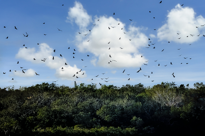 24FLStPeteBirds_6905.jpg