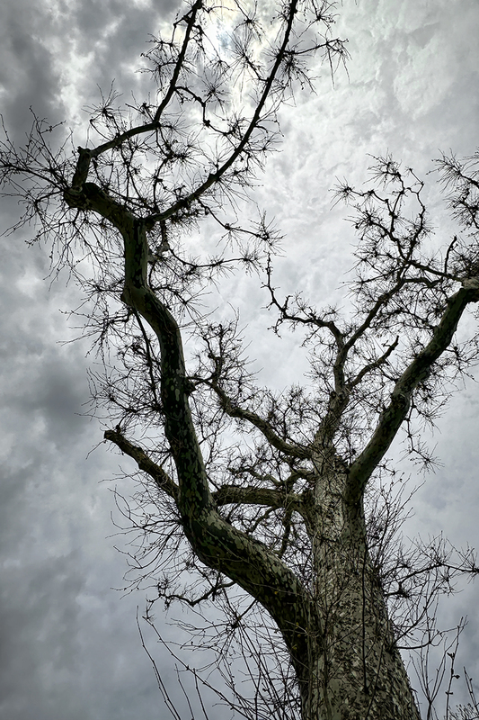 24MAArboretumTree_5520i.jpg
