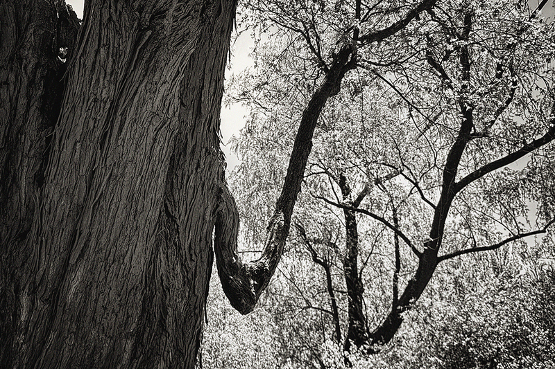 24MAArboretumTree_5542gi.jpg