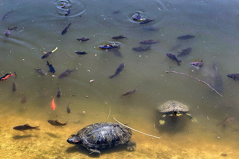 24MAArboretumTurtles_5533i.jpg
