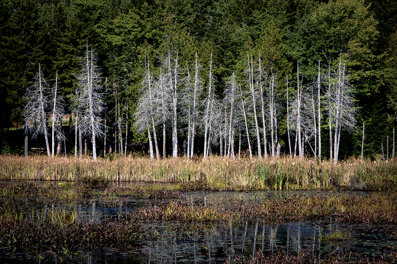 24MEWhiteTrees_0599.jpg :: Acadia National Park, Maine 2024